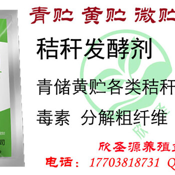 紹興怎么給玉米秸稈做青儲(chǔ)飼料欣圣源秸稈青儲(chǔ)液
