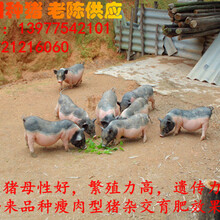 陆川猪生态养殖