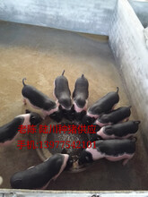陆川县陆川小母猪种猪价格养殖技术