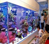 广州玻璃鱼缸清洗-天河区定做鱼缸-天河定做大堂鱼缸-天河区定做观赏鱼缸