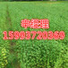 池州提供优质花椒苗/广玉兰什么价格159-9372-0369