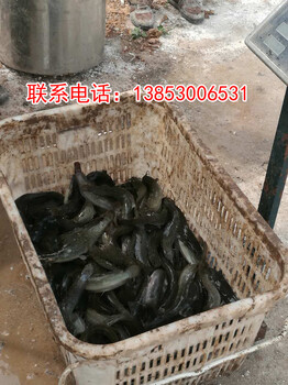 安徽瑶海八胡鲶鱼苗出售八胡鲶鱼养殖技术哪家哪里有卖八胡鲶鱼苗的？