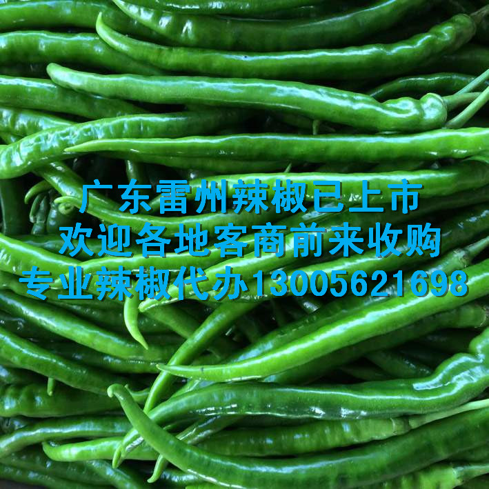 广西海南尖椒线椒