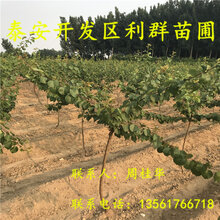 3公分杏树苗3公分杏树苗多少钱一棵3公分杏树苗价格图片