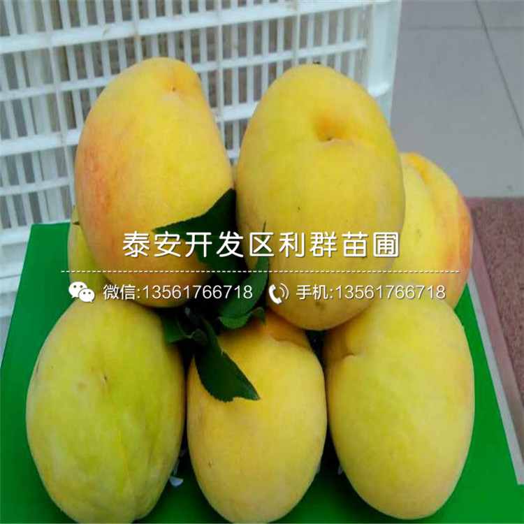 批發(fā)中華黑桃王樹苗、批發(fā)中華黑桃王樹苗價格及基地