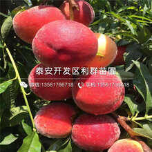 脆红桃树苗报价图片