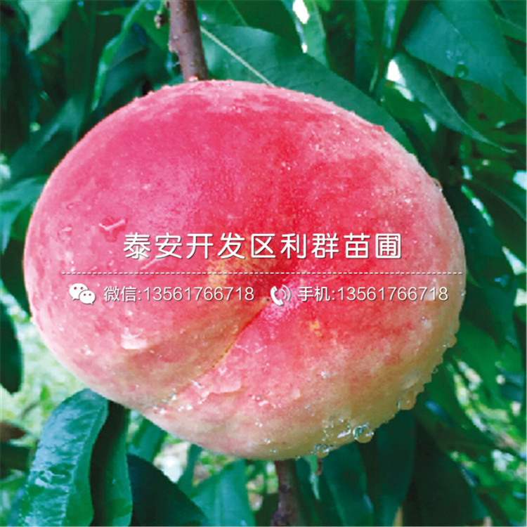 中華黑桃王樹苗、中華黑桃王樹苗新品種