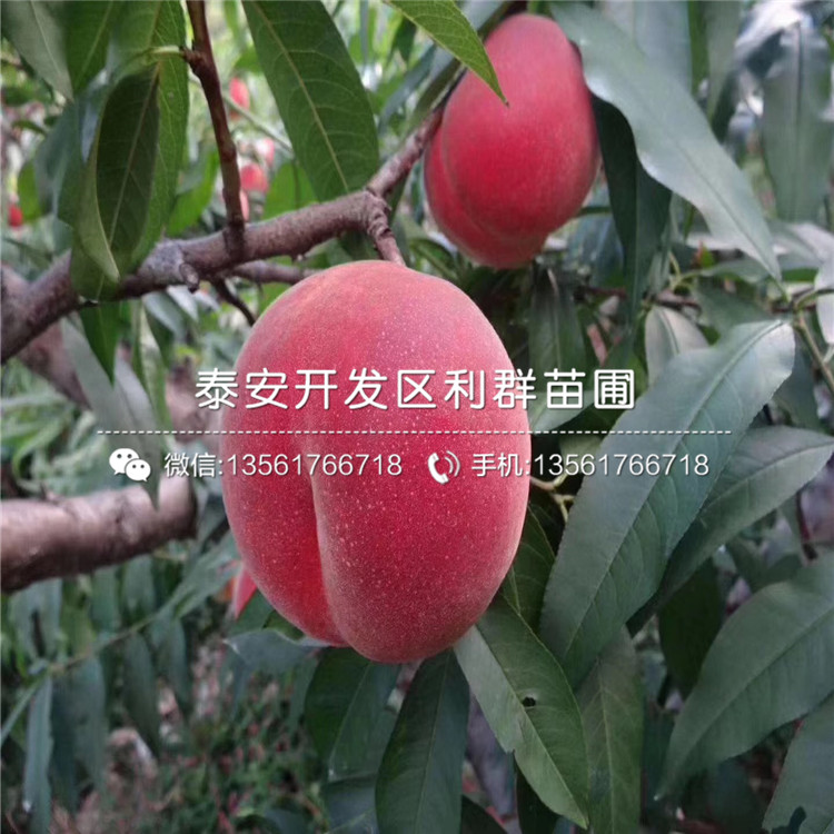 中華黑桃王樹(shù)苗報(bào)價(jià)及價(jià)格