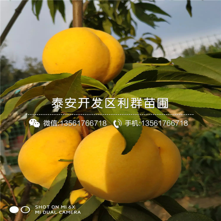 中華黑桃王樹苗、中華黑桃王樹苗新品種