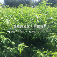 玉妃桃苗报价及价格图片