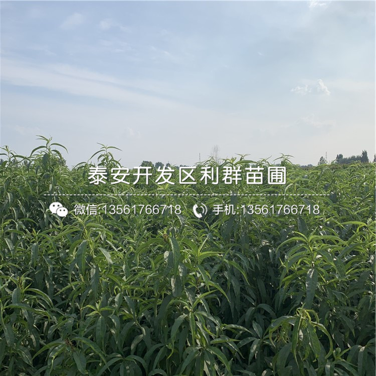 中華黑桃王樹(shù)苗報(bào)價(jià)及價(jià)格