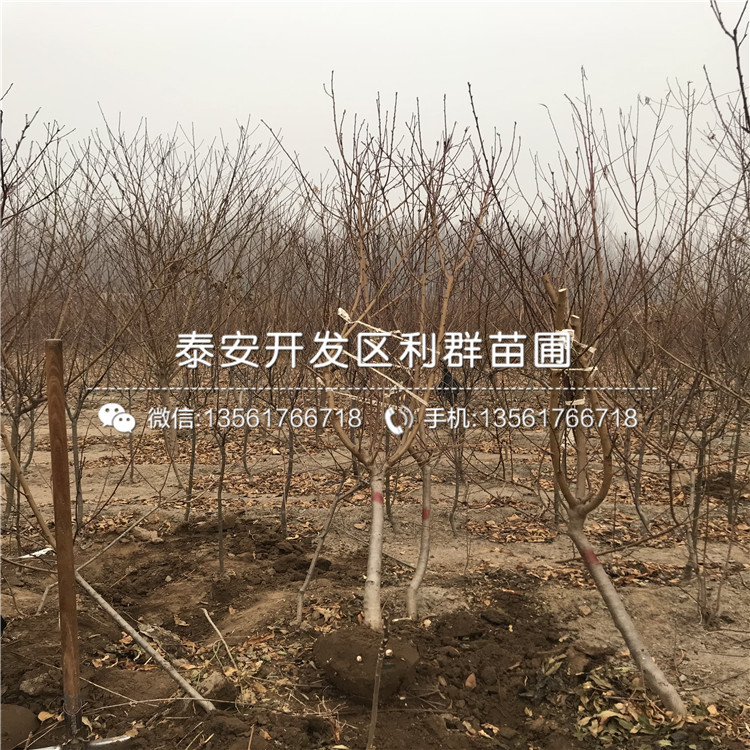 中華黑桃王樹苗、中華黑桃王樹苗新品種