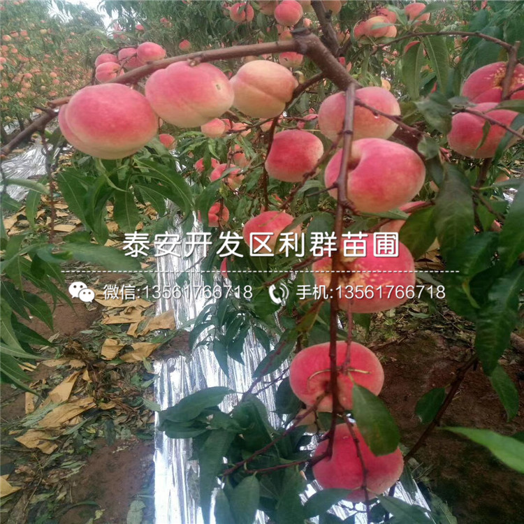 中華黑桃王樹(shù)苗報(bào)價(jià)及價(jià)格