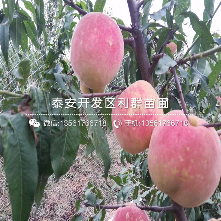 中華黑桃王樹苗、中華黑桃王樹苗新品種
