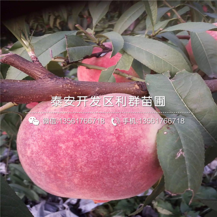 黑桃皇后樹苗價格、黑桃皇后樹苗出售