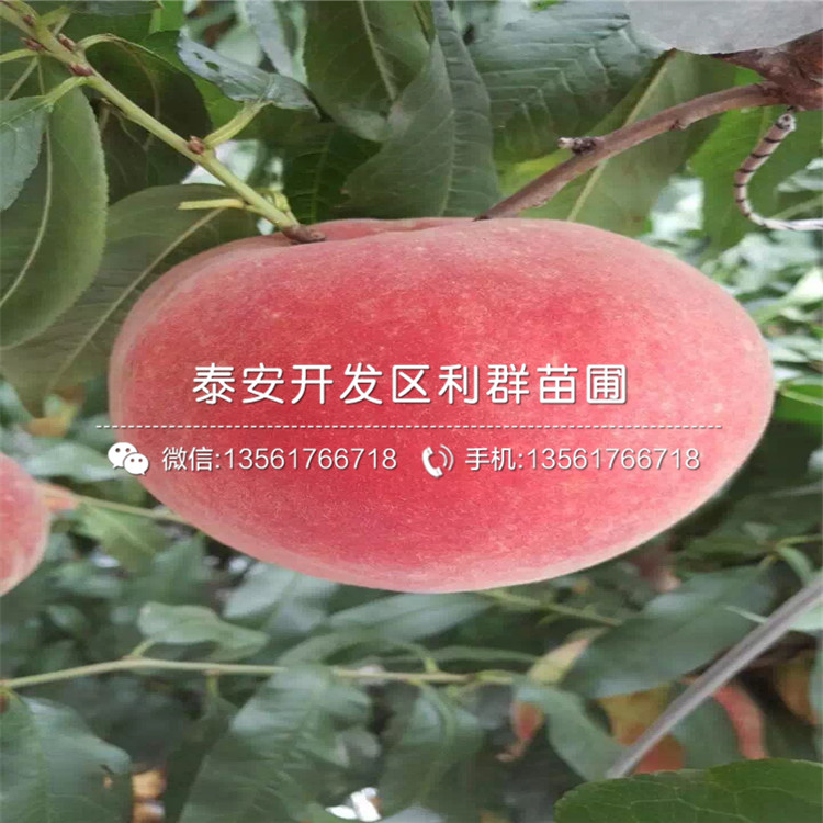 中華黑桃王樹苗出售、中華黑桃王樹苗價格及基地