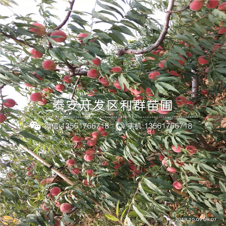 中華黑桃王樹苗出售、中華黑桃王樹苗價格及基地
