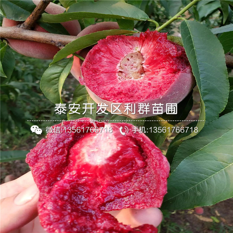 黑桃皇后樹苗價格、黑桃皇后樹苗出售