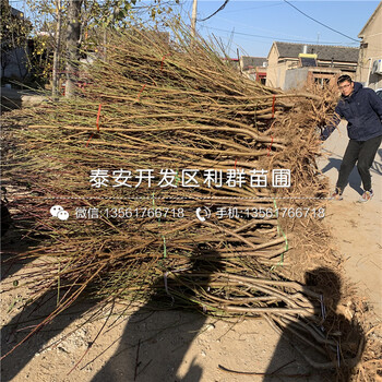中華黑桃王樹苗、中華黑桃王樹苗新品種