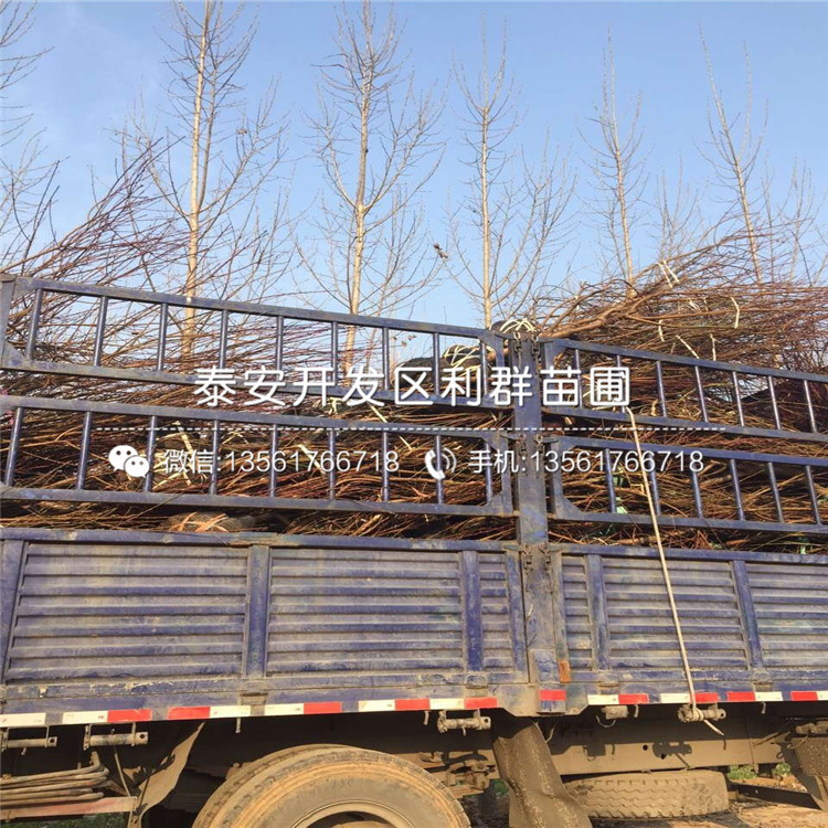 中華黑桃王樹苗、中華黑桃王樹苗新品種