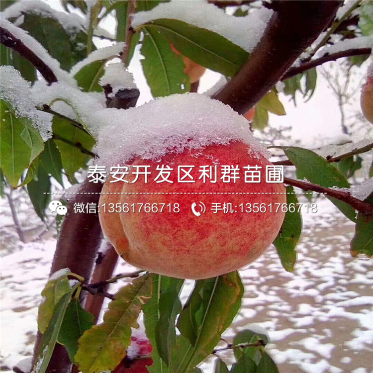 中華黑桃王樹苗出售、中華黑桃王樹苗價格及基地
