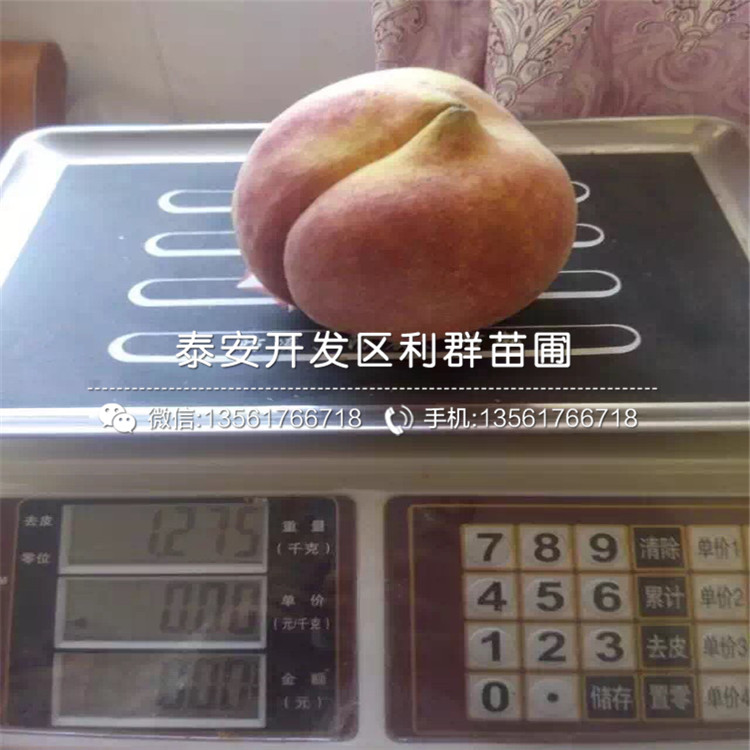 中華黑桃王樹苗出售、中華黑桃王樹苗價格及基地