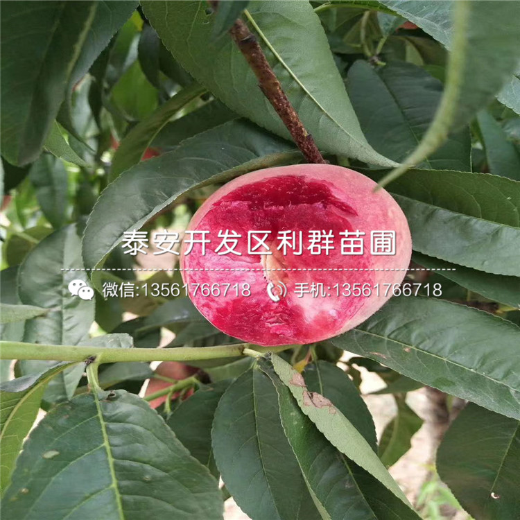 中華黑桃王樹(shù)苗報(bào)價(jià)及價(jià)格