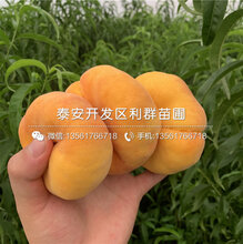 批发黄金脆桃树苗、批发黄金脆桃树苗价格及基地图片