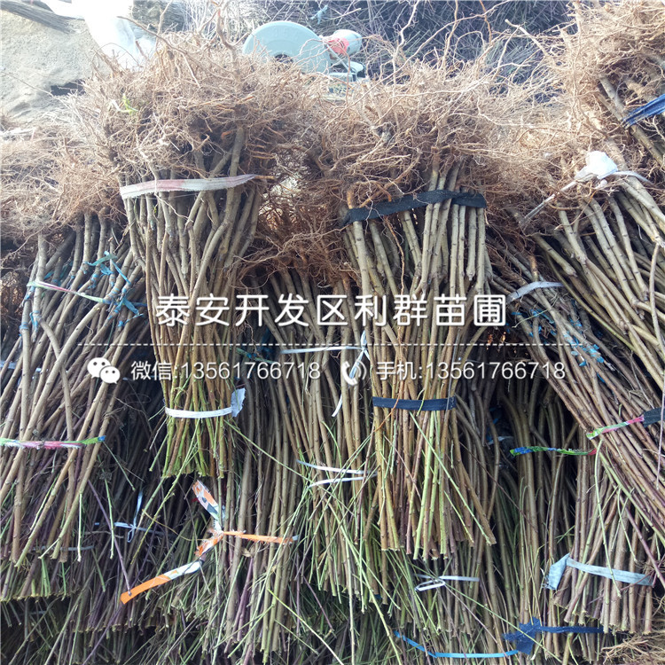 中華黑桃王樹苗、中華黑桃王樹苗新品種