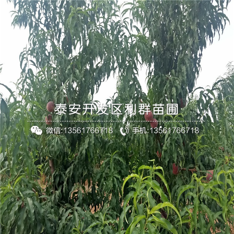 中華黑桃王樹苗價格、中華黑桃王樹苗報價