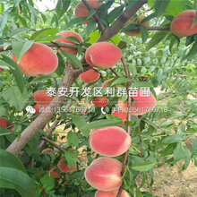 中蟠11号桃树苗、中蟠11号桃树苗品种图片