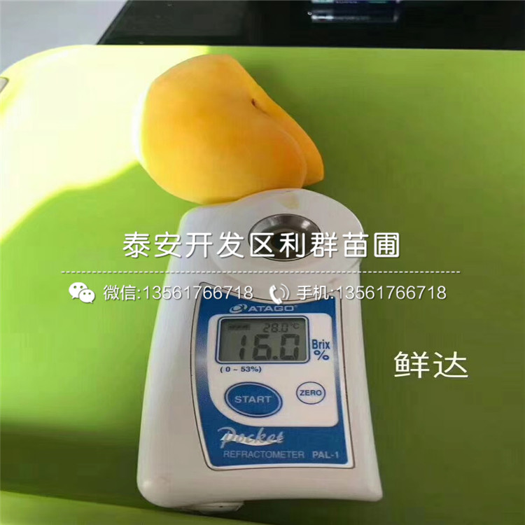 中華黑桃王樹苗出售、中華黑桃王樹苗價格及基地