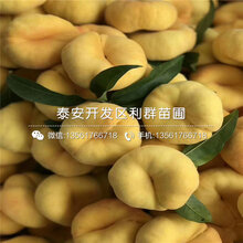 金秋王桃树苗批发图片
