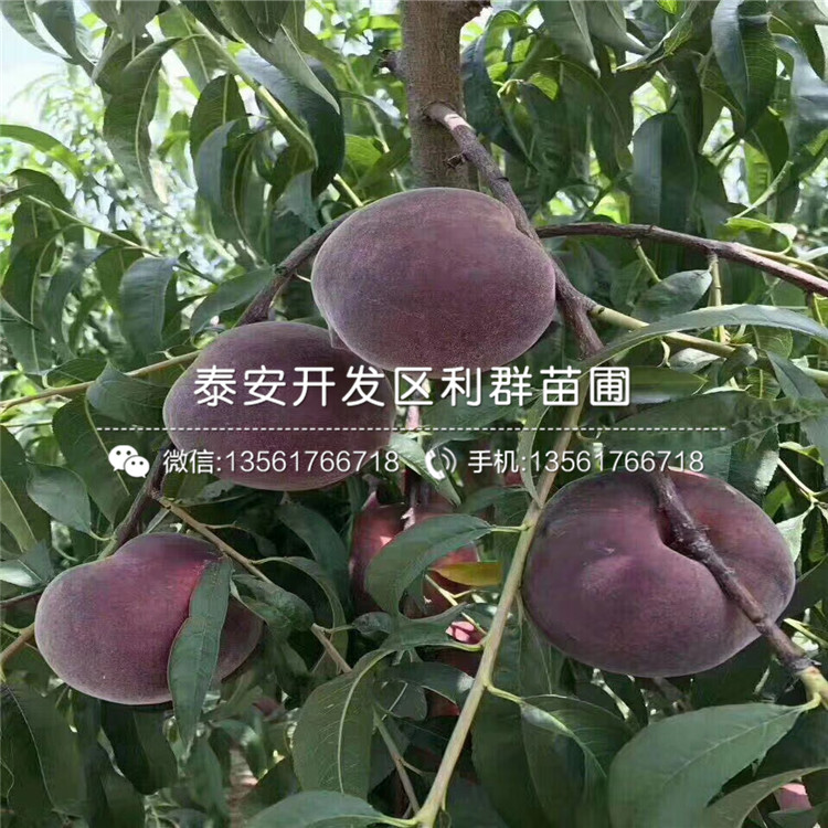 批發(fā)中華黑桃王樹苗、批發(fā)中華黑桃王樹苗價格及基地