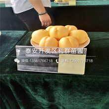 白凤桃桃树苗批发、白凤桃桃树苗价格及报价图片
