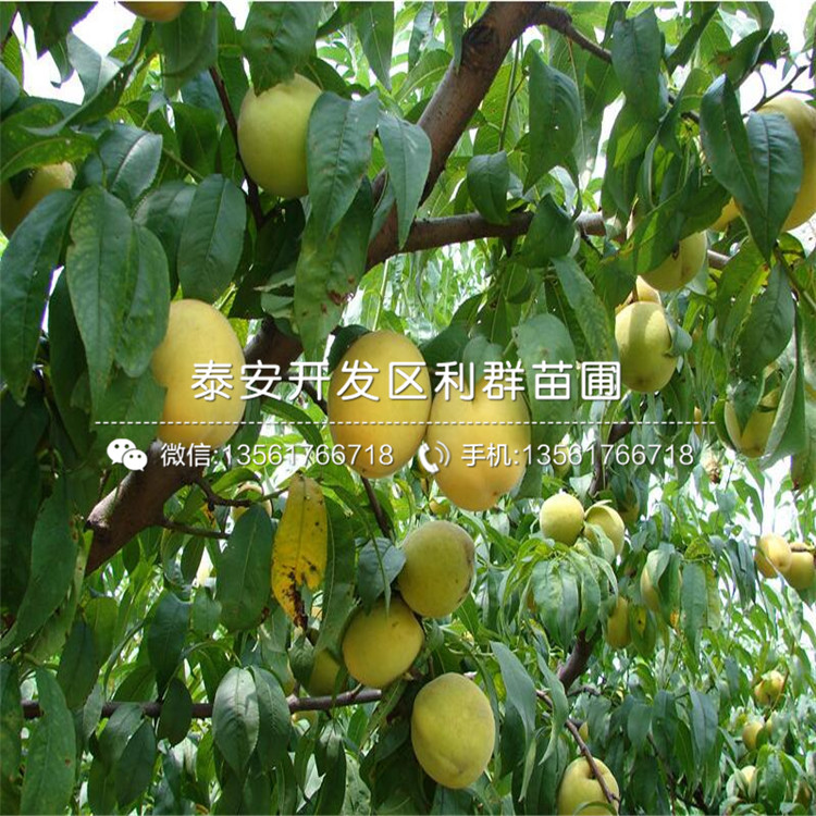 黑桃皇后樹苗價格、黑桃皇后樹苗出售