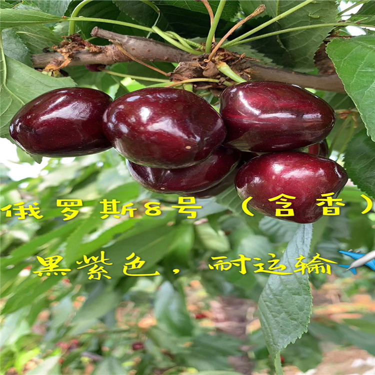 吉塞拉5號(hào)出售價(jià)格、吉塞拉5號(hào)基地及報(bào)價(jià)