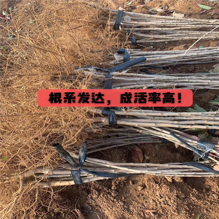 吉塞拉6號價格、吉塞拉6號批發(fā)