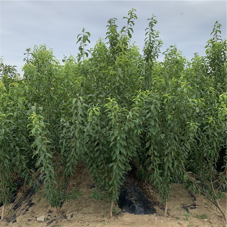 批發(fā)藍(lán)蜜李子樹苗、藍(lán)蜜李子樹苗價格及基地