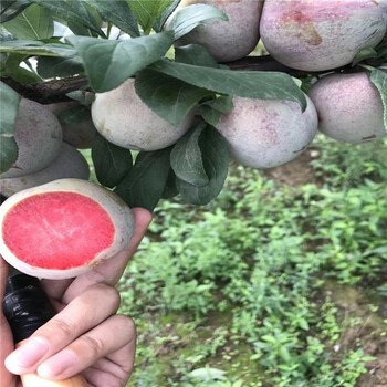 茵紅李子苗出售、茵紅李子苗價(jià)格