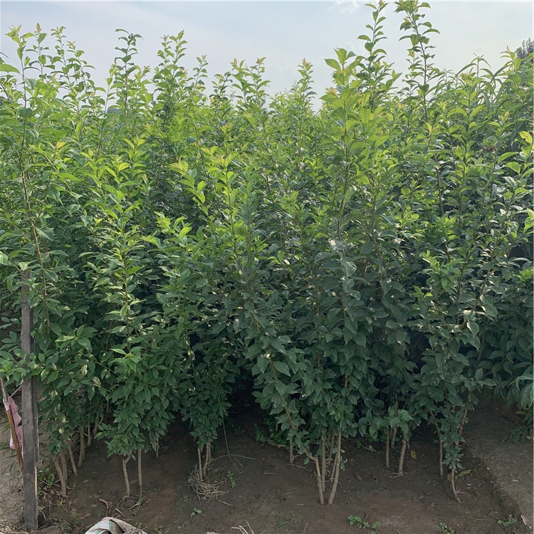 脆甜李子苗出售、脆甜李子苗價(jià)格及基地