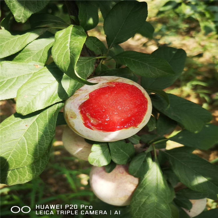 味馨李子苗、味馨李子苗基地