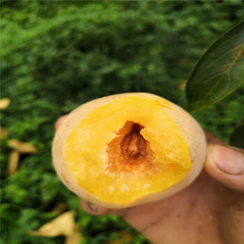 味王李子苗出售、味王李子苗價格及基地