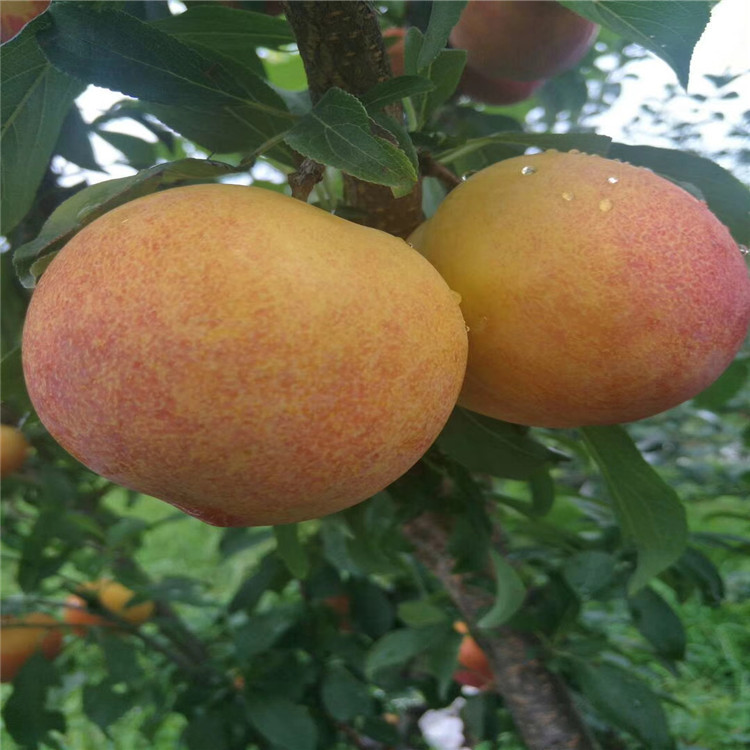 半邊紅李子樹苗、半邊紅李子樹苗價(jià)格及基地