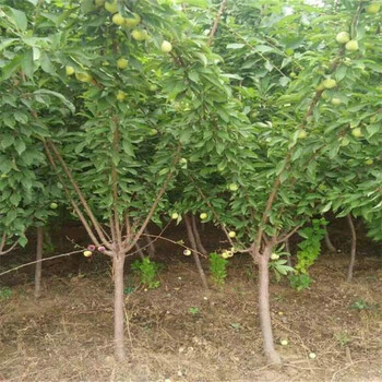 批發(fā)李子樹苗出售基地、批發(fā)李子樹苗價格及報價