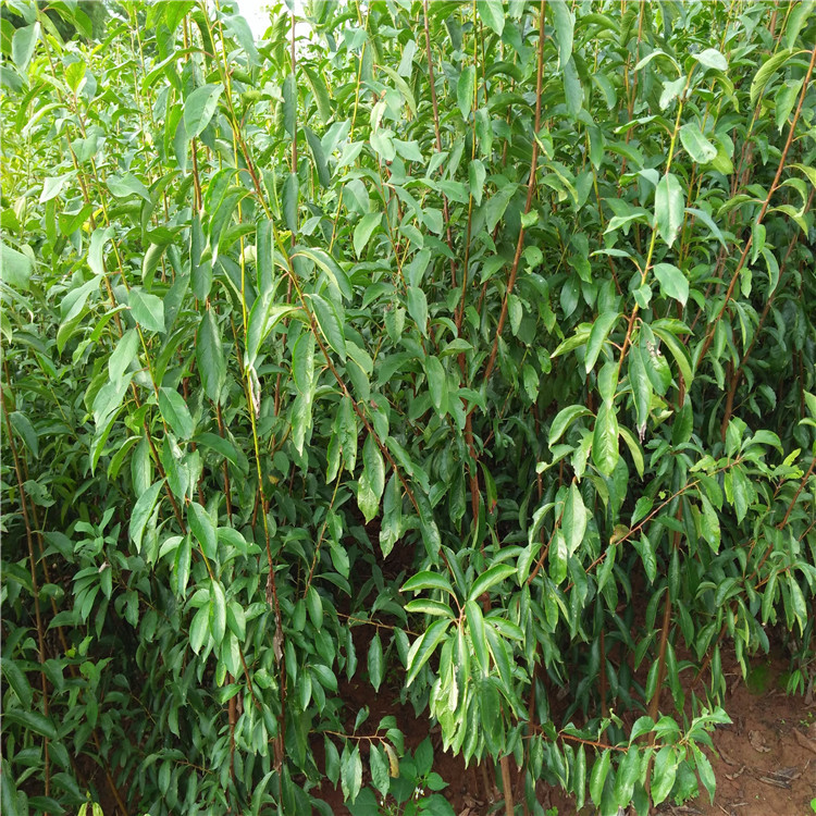 玫瑰皇后李子樹苗品種介紹、玫瑰皇后李子樹苗價(jià)格及基地