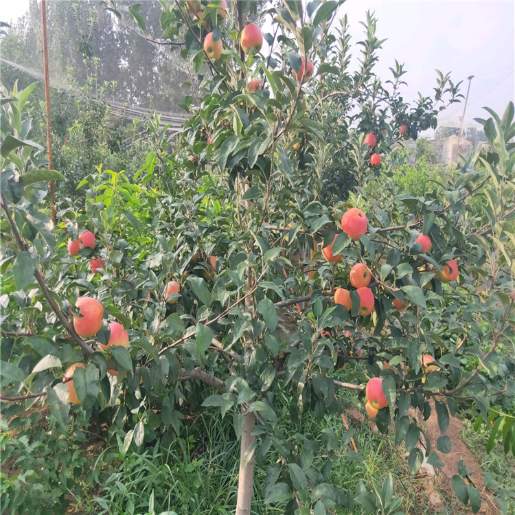 寒富苹果树苗、寒富苹果树苗品种