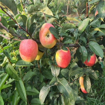 紅富士蘋果苗、紅富士蘋果苗品種