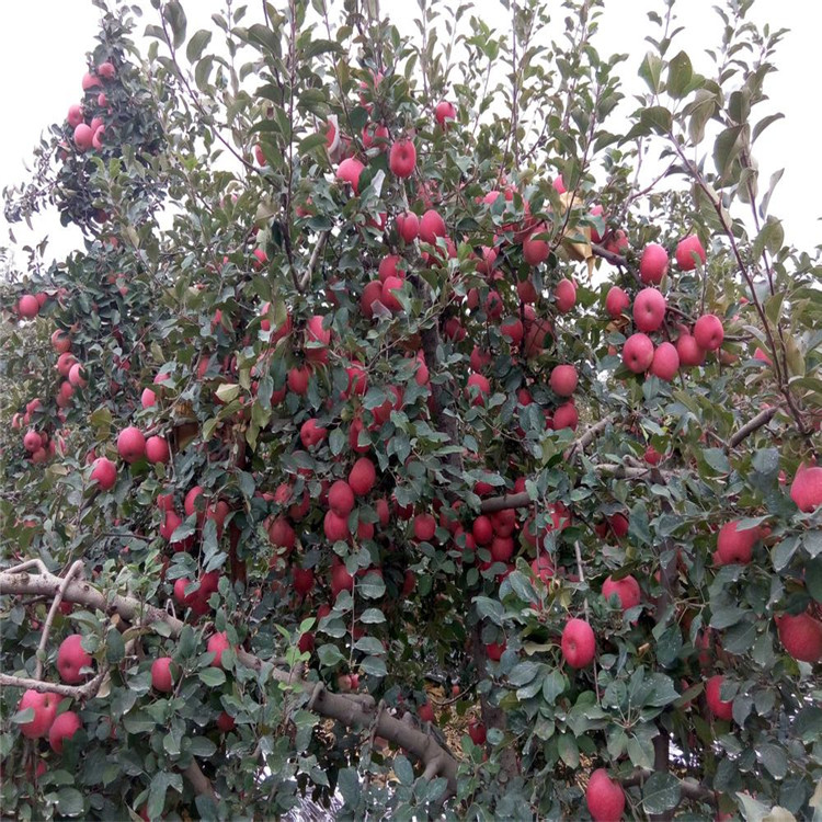 紅將軍蘋果樹(shù)苗批發(fā)、紅將軍蘋果樹(shù)苗基地