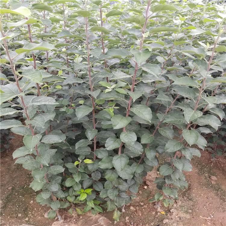 出售煙富10號(hào)蘋果苗、煙富10號(hào)蘋果苗基地